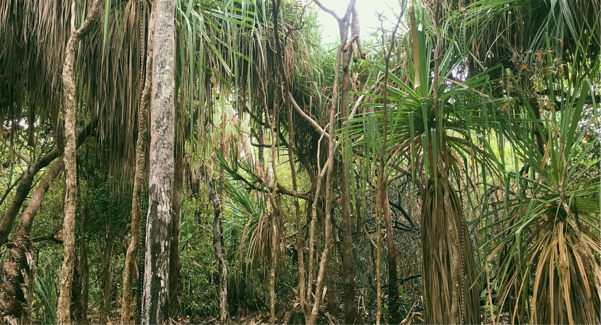 Pandanus grove in the woodlands at GRaB Eco Park, Magnetic Island