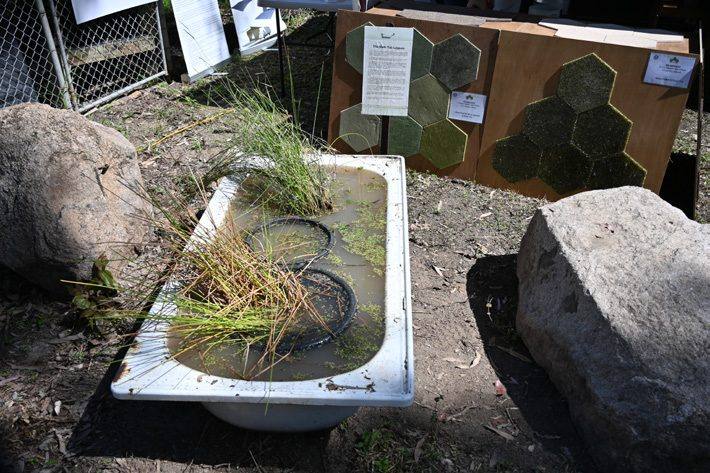 Native Plant Tour station at Science Week 2025