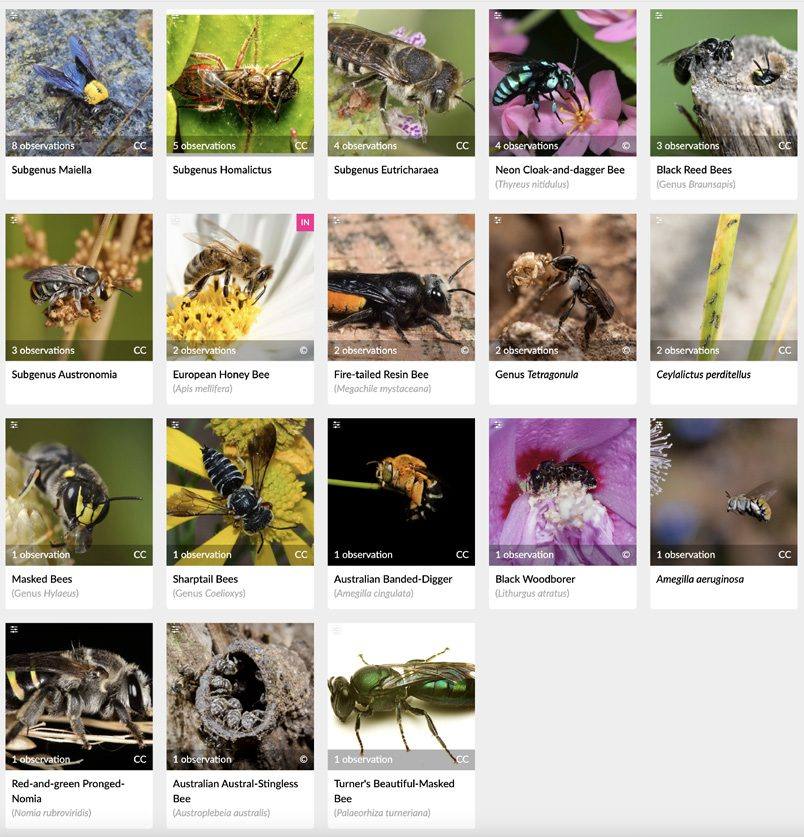 Protecting Our Pollinators & Biophilic Architecture station at Science Week 2025